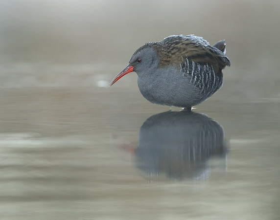 Water Rail Rallus aquaticus