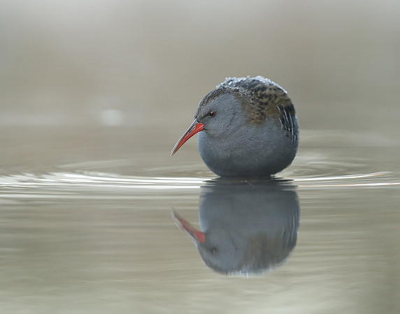Water Rail Rallus aquaticus
