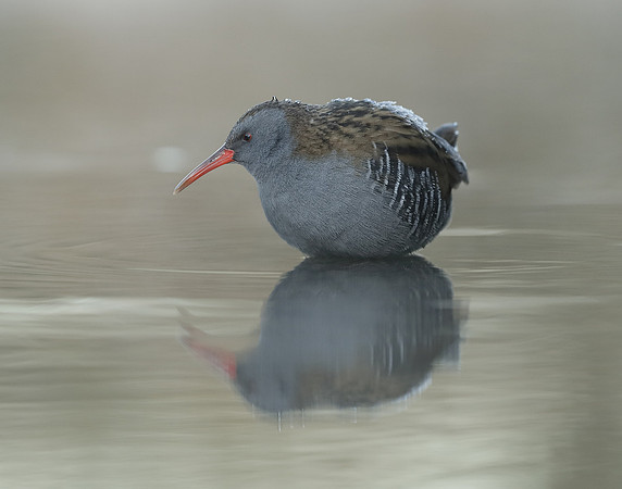 Water Rail Rallus aquaticus