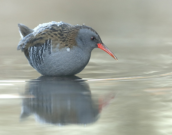 Water Rail Rallus aquaticus
