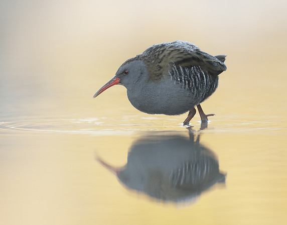 Water Rail Rallus aquaticus