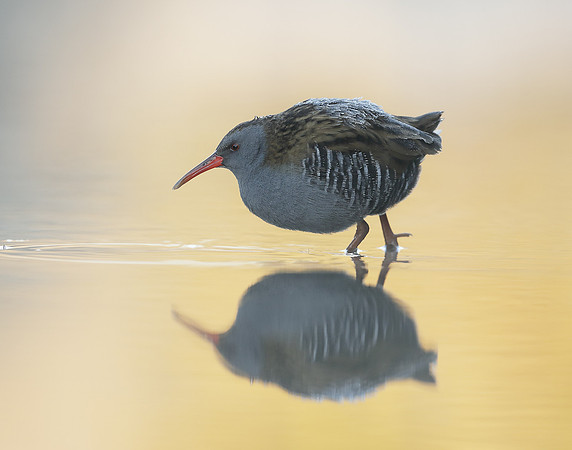 Water Rail Rallus aquaticus