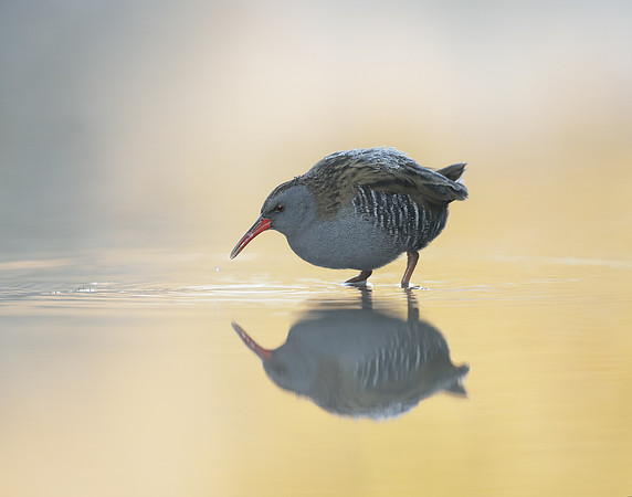 Water Rail Rallus aquaticus
