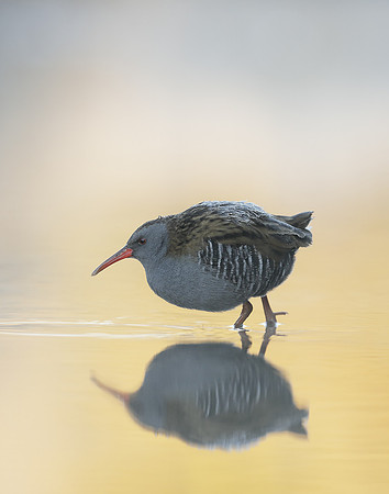 Water Rail Rallus aquaticus