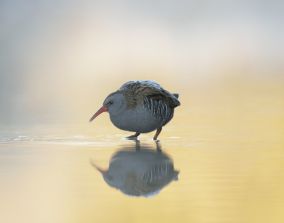 Water Rail Rallus aquaticus