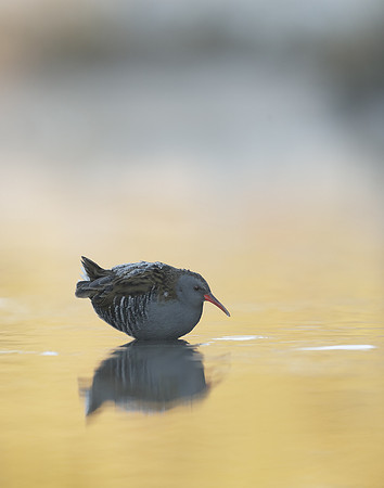 Water Rail Rallus aquaticus