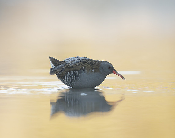 Water Rail Rallus aquaticus
