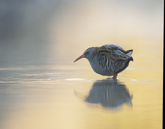 Water Rail Rallus aquaticus