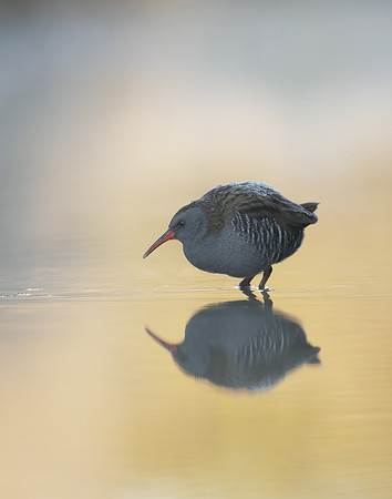 Water Rail Rallus aquaticus