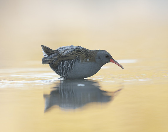 Water Rail Rallus aquaticus