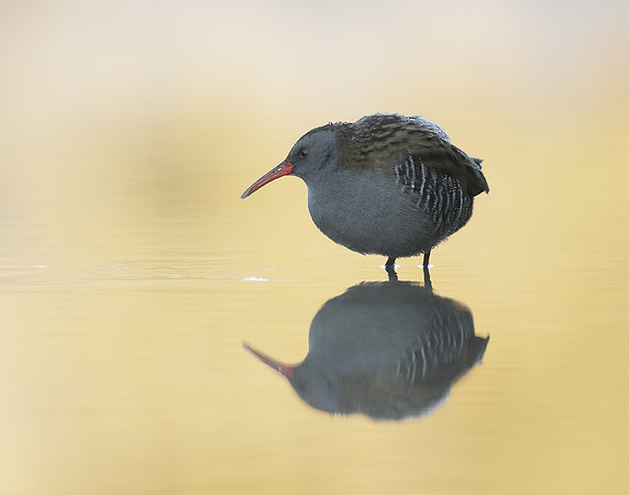 Water Rail Rallus aquaticus
