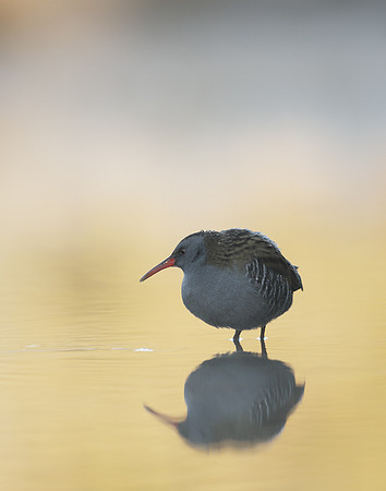 Water Rail Rallus aquaticus