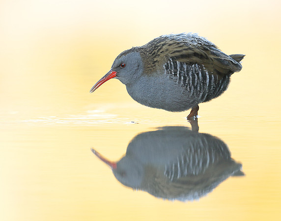 Water Rail Rallus aquaticus