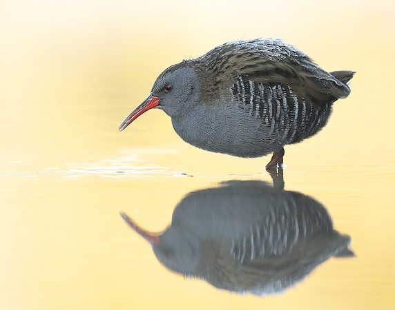 Water Rail Rallus aquaticus