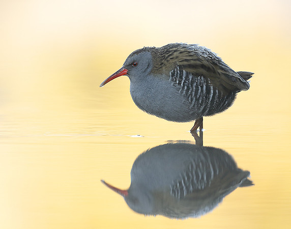 Water Rail Rallus aquaticus