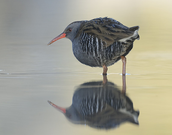 Water Rail Rallus aquaticus