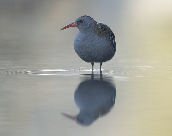 Water Rail Rallus aquaticus