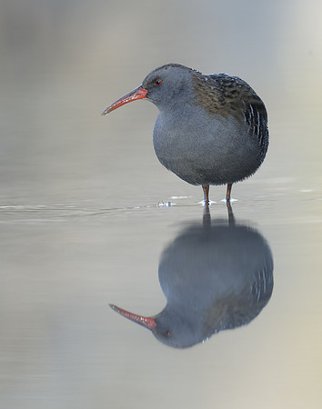 Water Rail Rallus aquaticus
