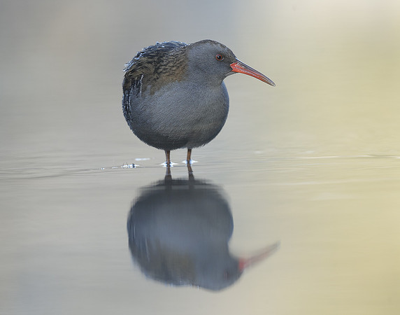 Water Rail Rallus aquaticus