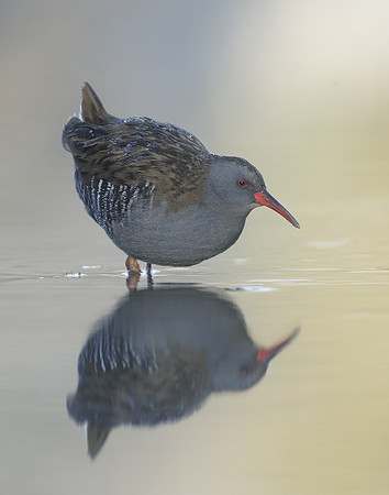 Water Rail Rallus aquaticus