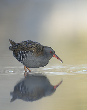 Water Rail Rallus aquaticus