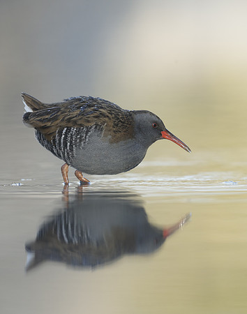 Water Rail Rallus aquaticus