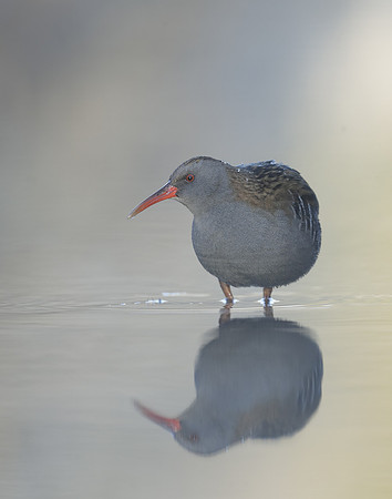 Water Rail Rallus aquaticus