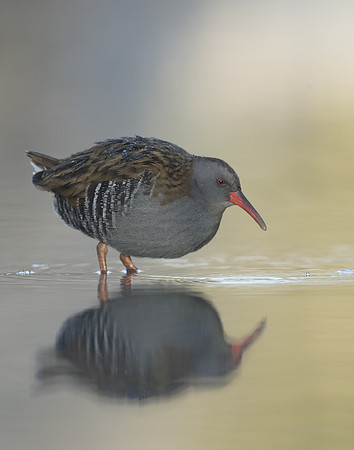 Water Rail Rallus aquaticus