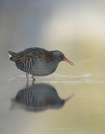 Water Rail Rallus aquaticus