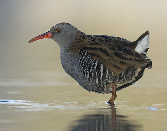 Water Rail Rallus aquaticus