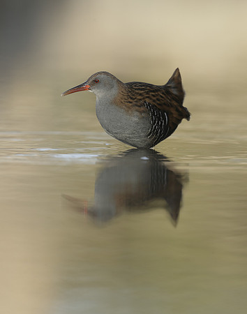 Water Rail Rallus aquaticus