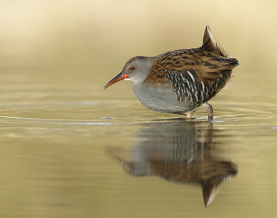 Water Rail Rallus aquaticus