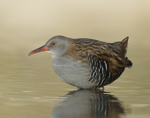 Water Rail Rallus aquaticus