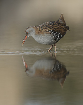 Water Rail Rallus aquaticus