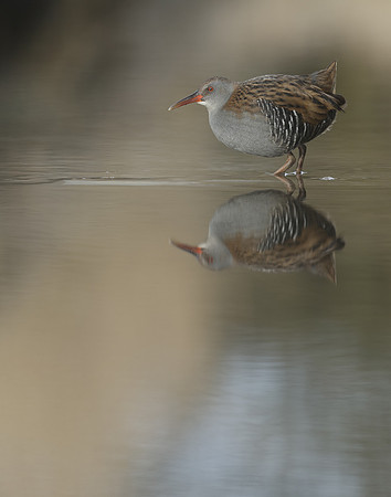 Water Rail Rallus aquaticus