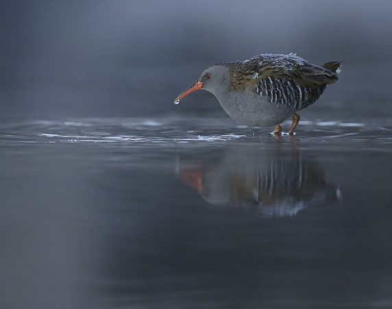 Water Rail Rallus aquaticus
