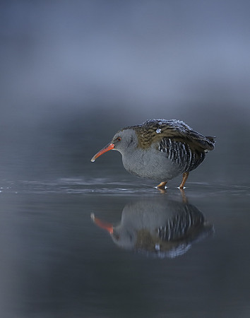 Water Rail Rallus aquaticus