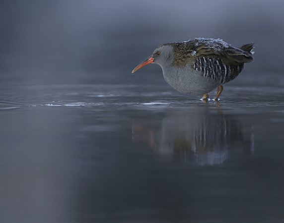Water Rail Rallus aquaticus