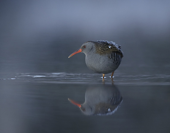 Water Rail Rallus aquaticus