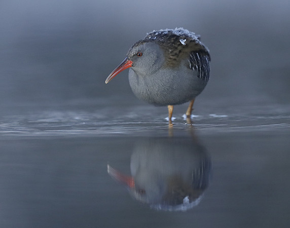 Water Rail Rallus aquaticus