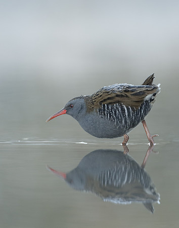 Water Rail Rallus aquaticus