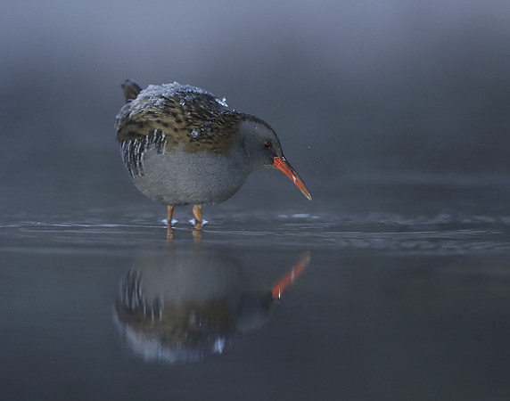 Water Rail Rallus aquaticus