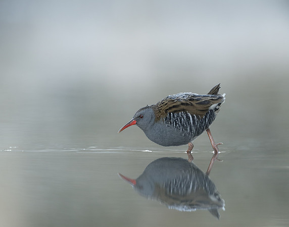 Water Rail Rallus aquaticus