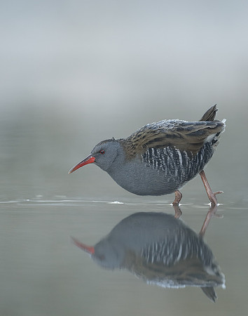 Water Rail Rallus aquaticus
