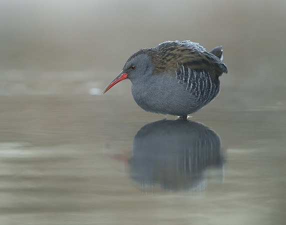 Water Rail Rallus aquaticus