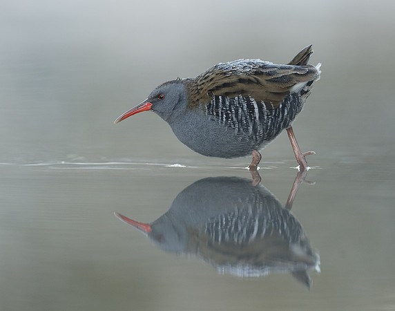 Water Rail Rallus aquaticus