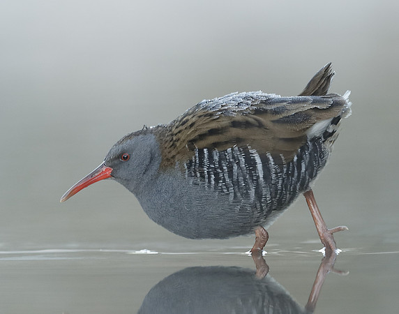 Water Rail Rallus aquaticus