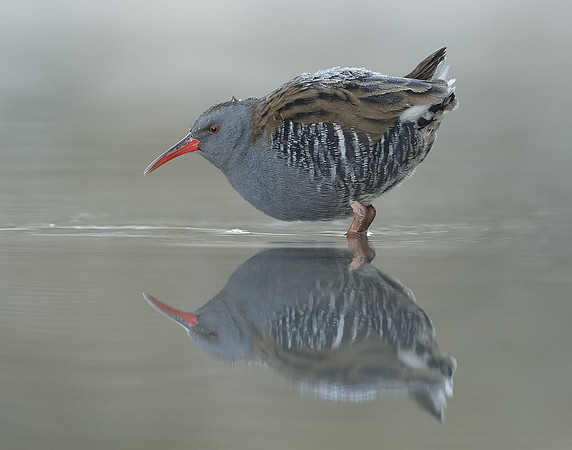 Water Rail Rallus aquaticus