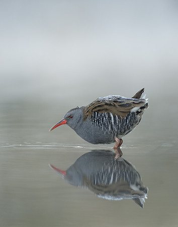 Water Rail Rallus aquaticus