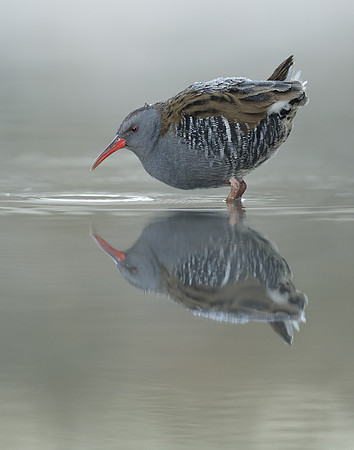 Water Rail Rallus aquaticus